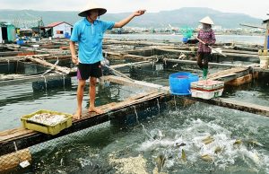 bột đá dùng trong thủy hải sản, bột đá thưc ăn cho tôm, bột đá thức ăn cho cua, bột đá trong nuôi thủy sản, công dụng của bột đá, bột đá làm phân bón, bột đá nuôi thủy sản, thức ăn cho tôm
